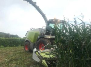Harvesting Maize