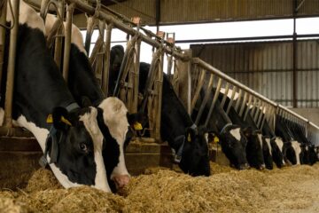 kehoe farming dairy herd