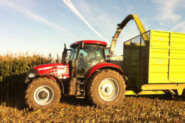 Harvesting Maize