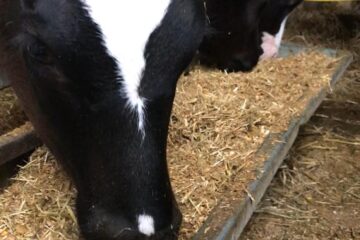 Calf Starter 3 calves